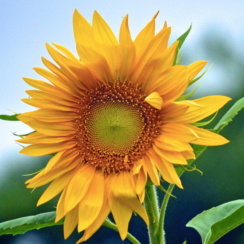 THE POWER OF PLANT OILS