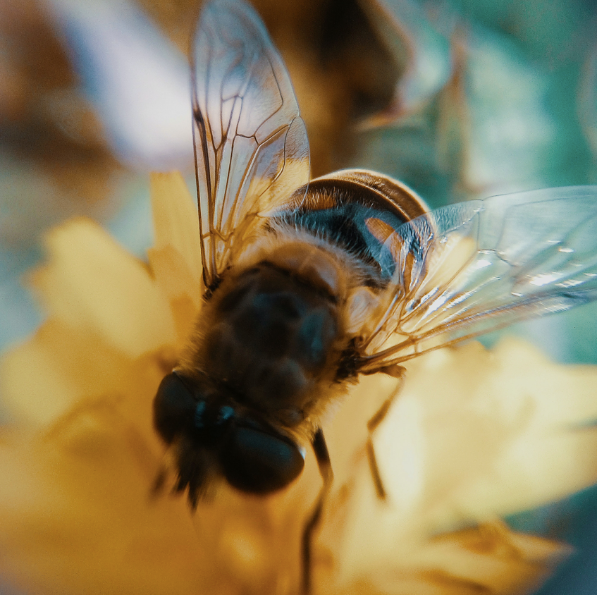 Unlock the Power of Organic Ingredients for Healthier Skin