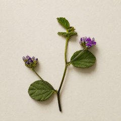 A pressed botanical specimen of a green herb stem with oval leaves and two small purple flower clusters, laid flat on a textured off-white paper background.
