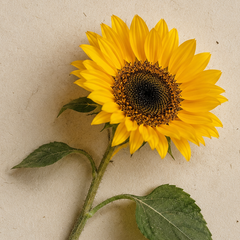 A single bright yellow sunflower with a dark brown center and green stem and leaves, photographed against a plain light beige background.