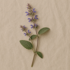 A single sprig of fresh green herb with small purple-blue flowers, laid flat on a textured beige paper background.