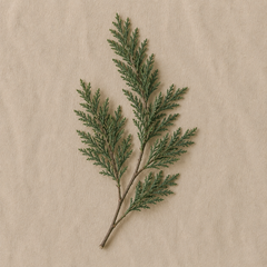 A dried green juniper branch with fine needle-like leaves, laid flat on a textured beige paper background.