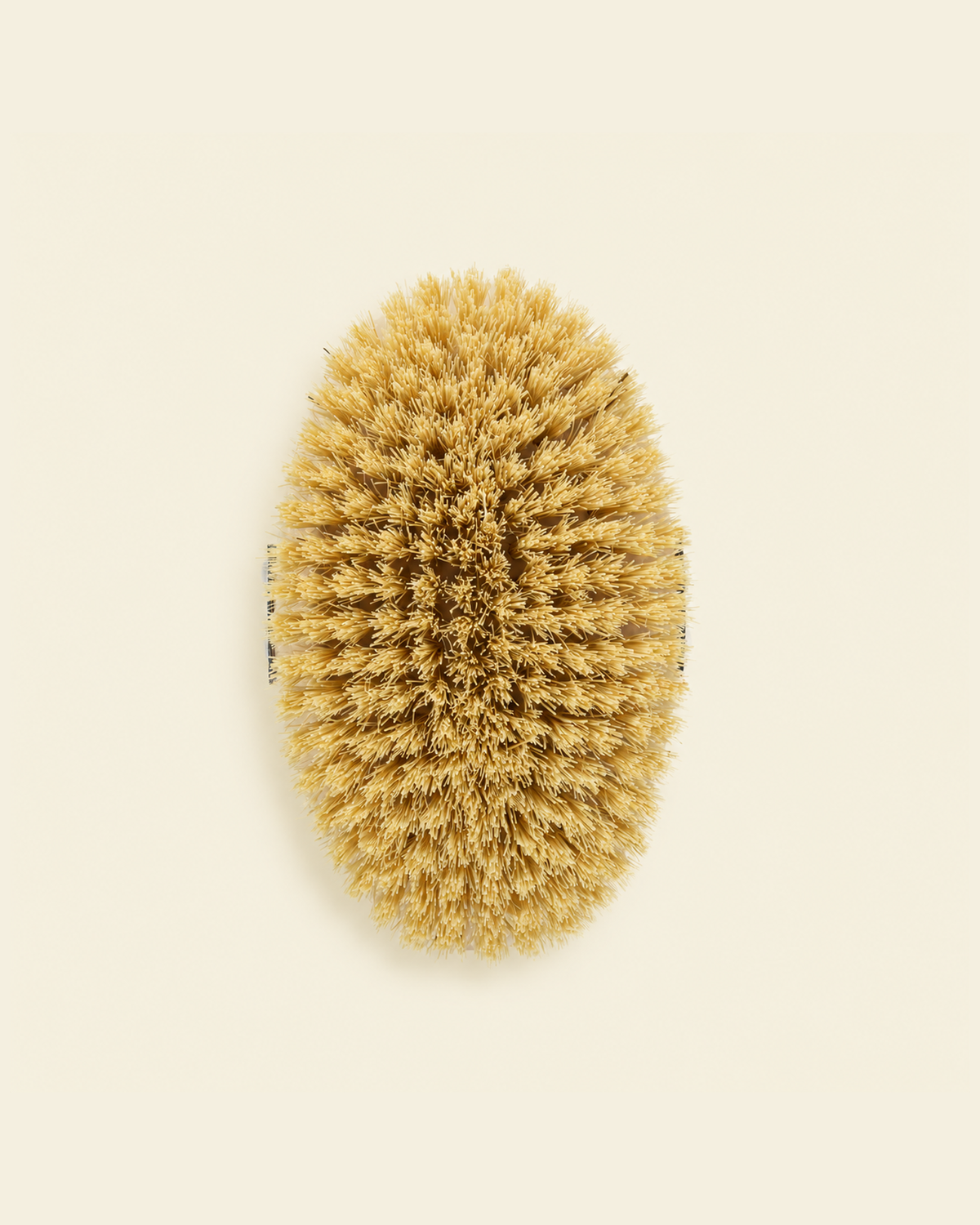 An oval-shaped natural bristle body brush, shown from a top-down view on a solid cream background.