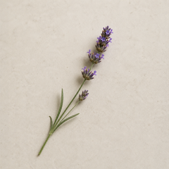 A single sprig of lavender with green stems and small purple flowers, placed diagonally on a light beige textured background.