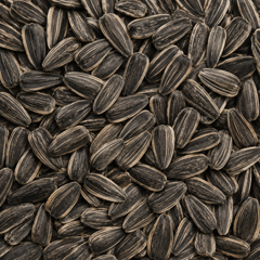 A close-up, top-down view of a pile of sunflower seeds filling the entire frame.